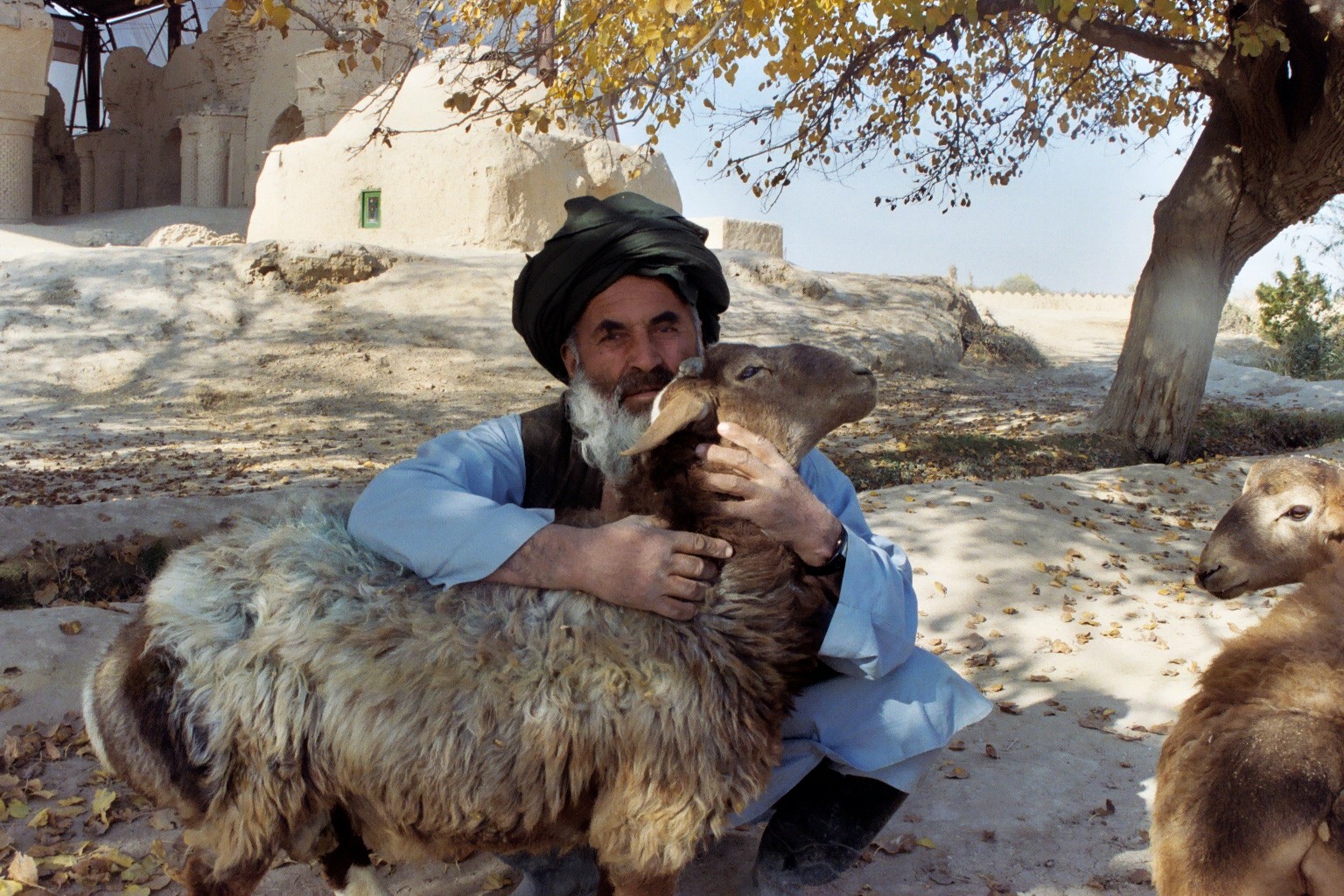 A man keeps watch over his sheep and the ruins of a 9th Century mosque near Balkh, Afghanistan. Article on Afghanistan in the June 2008 issue of National Geographic